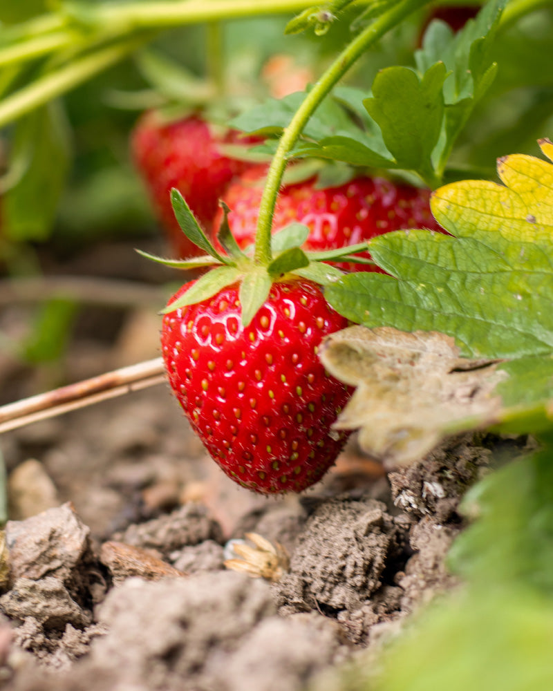 Eine reife rote Erdbeere (Wurzelstock) hängt an einem grünen Stiel über dem Boden, ihre Wurzeln sind unter üppigen grünen Blättern im Garten versteckt.
