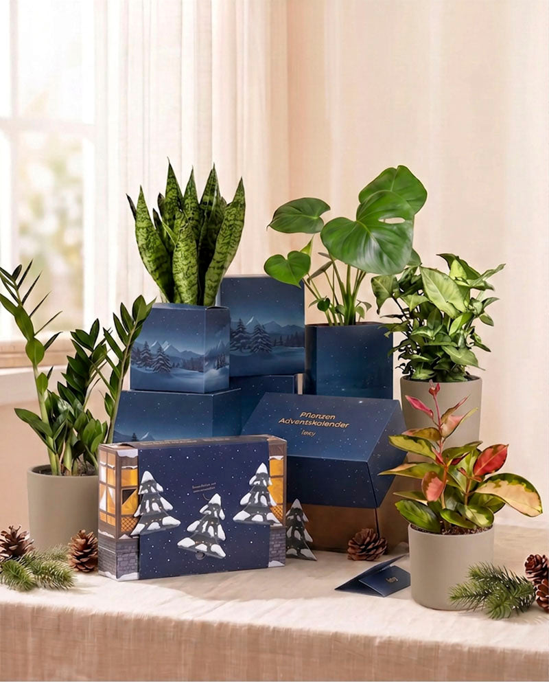 Pflanzen-Adventskalender in Abendblau mit aufgebautem Häuserdorf, blauer Geschenkbox und Zimmerpflanzen am hellen Fenster.