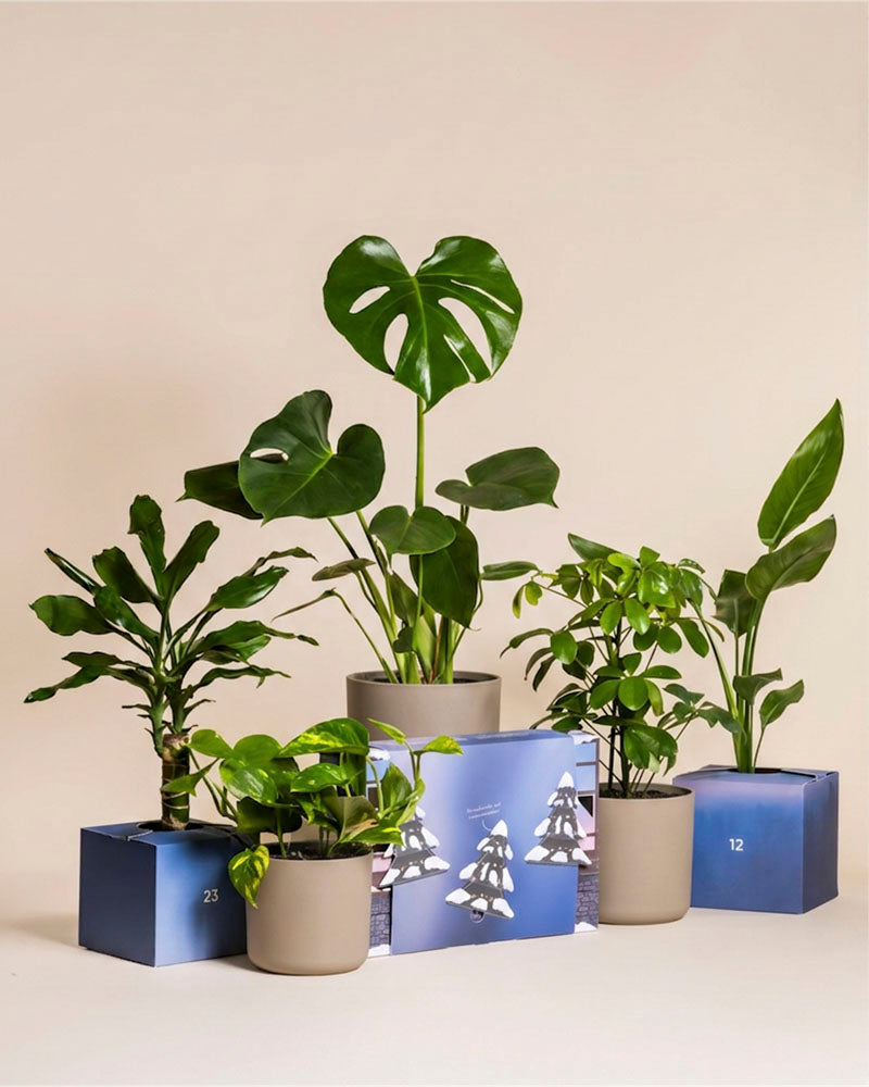Verschiedene Zimmerpflanzen in blauen und weißen Töpfen hinter der blau bedruckten Adventskalender-Box mit Tannenmotiv.