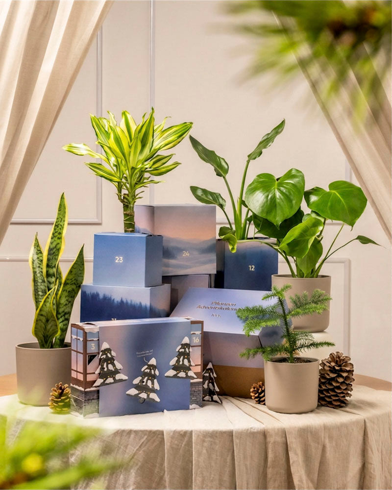 Ein festlicher Pflanzen-Adventskalender (Dschungel-Version) zeigt getopfte grüne Zimmerpflanzen und Tannenzapfen, arrangiert mit nummerierten blauen Geschenkschachteln auf einem beigefarbenen drapierten Tisch vor neutralen Vorhängen in sanftem Licht.