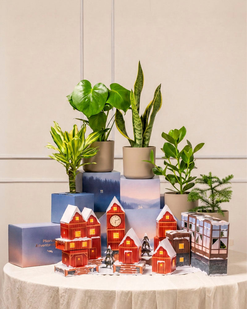 Aufgebautes rotes Winterdorf des Pflanzen-Adventskalenders auf einem gedeckten Tisch, dahinter blaue Adventskalender-Boxen mit Zimmerpflanzen in weißen Töpfen vor heller Wandvertäfelung.