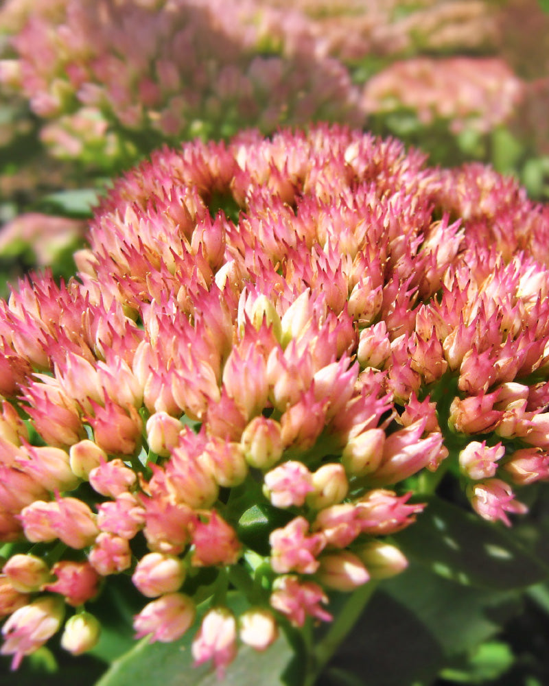 Rosa und weiße Sedum-Blüten in Blüte, umgeben von grünen Blättern und verschwommenen Blüten im Hintergrund. Das helle Bild zeigt die dichten, leuchtenden Blütenköpfe dieser auffälligen Pflanze.