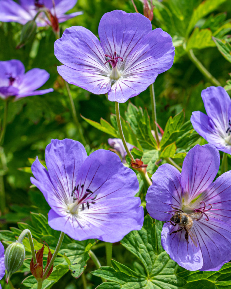 Nahaufnahme der leuchtend violetten Blüten der Geranie (blau) mit zarten Adern, umgeben von üppigen grünen Blättern. Eine Biene sitzt auf einer Blüte und sammelt im hellen Sonnenlicht Nektar.