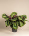 Die Große Calathea Roseopicta präsentiert große, runde grüne Blätter mit hellgrünen Mustern und violetten Unterseiten in einem schlichten schwarzen Topf vor neutralem Hintergrund.