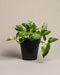 Große Efeutute Marble Queen