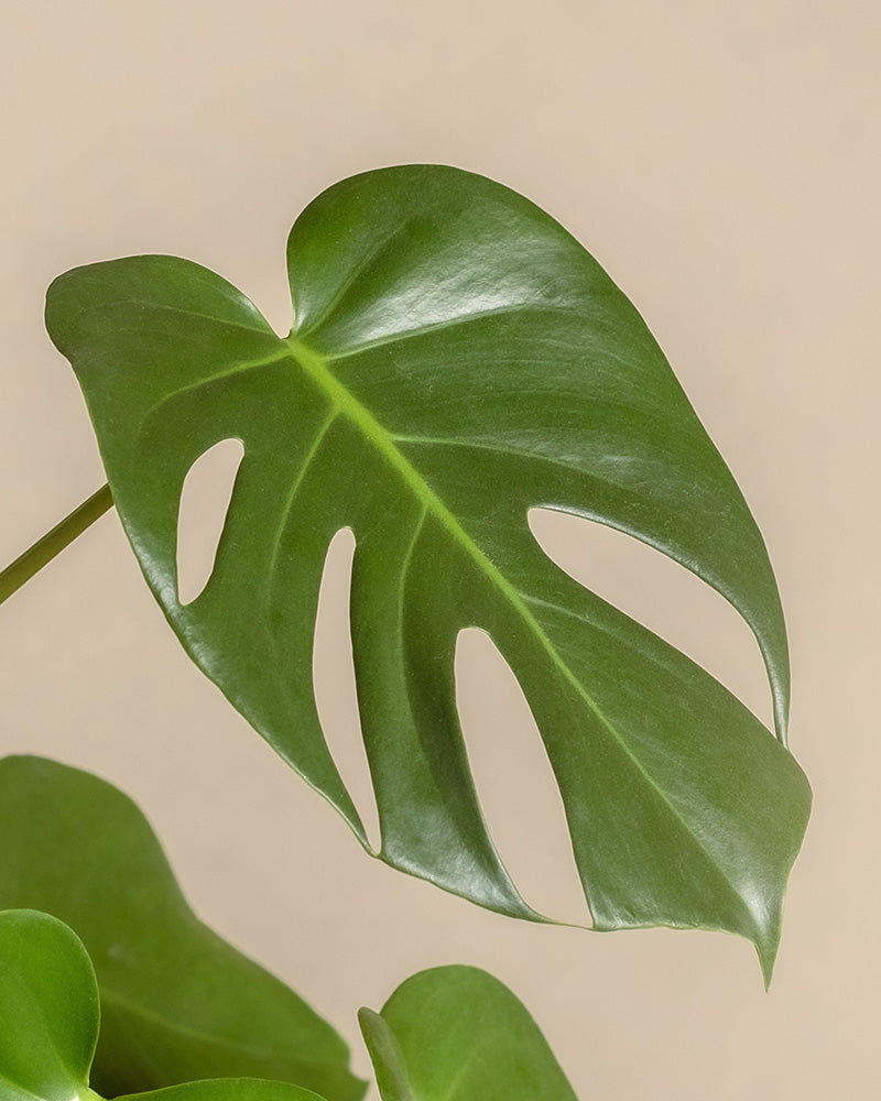 Ein großes, glänzend grünes Monstera-Blatt mit einzigartigen Löchern und Schlitzen thront elegant vor einem hellbeigen Hintergrund. Die glatte Textur und die markanten Adern des Homeoffice-Pflanzen-Sets bringen die Eleganz der Natur ins Haus.