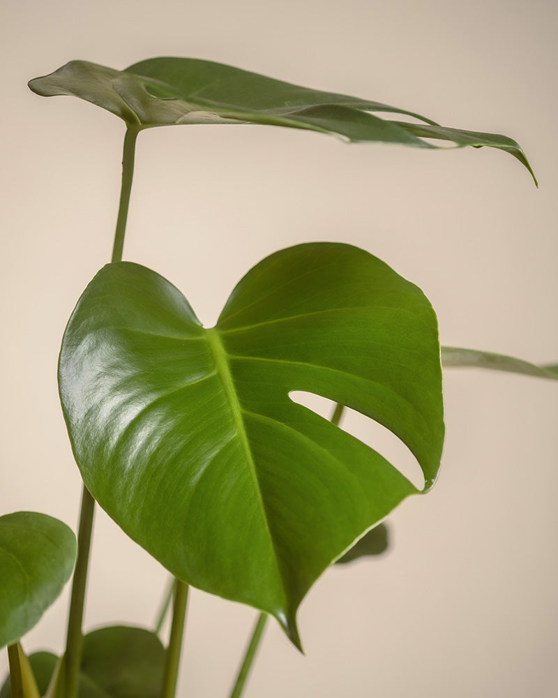 Nahaufnahme einer Monstera-Pflanze aus dem Homeoffice Pflanzen-Set mit glänzend grünen, herzförmigen Blättern mit Schlitzen. Das leuchtende Grün hebt sich vom neutralen Hintergrund ab und passt perfekt in jeden Arbeitsbereich.
