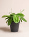 Eine Maranta 'LemonLime' - Fee mit auffallend grünen und hellgrünen gemusterten Blättern sitzt in einem schwarzen Plastiktopf vor einem schlichten beigen Hintergrund.