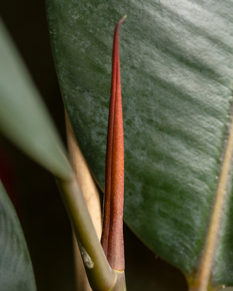 Detailaufnahme eines Gummibaums XL (auch Ficus elastica 'Abidjan', Indischer Kautschukbaum, Rubber Tree, Rubber Fig oder Rubber Plant genannt)