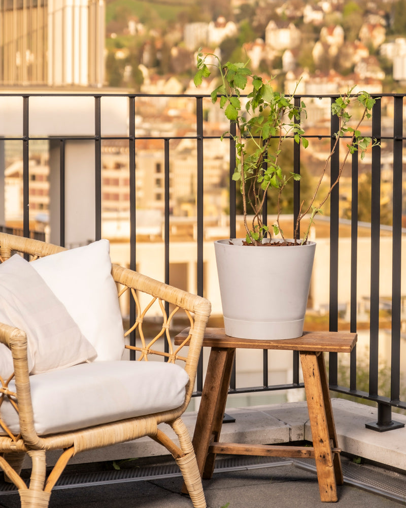 Ein Rattansessel mit weißen Kissen steht neben einem Holztisch mit dem Himbeere Trio, ideal für die Selbstversorgung, auf einem Balkon mit verschwommenen Gebäuden und grünen Hügeln im Hintergrund.