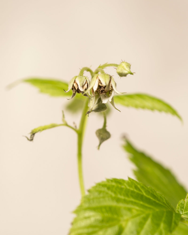 Nahaufnahme einer unreifen Himbeere Trio Blume mit verwelkten Blütenblättern und grünen Blättern vor einem weichen Hintergrund - ideal für Liebhaber der Selbstversorgung.