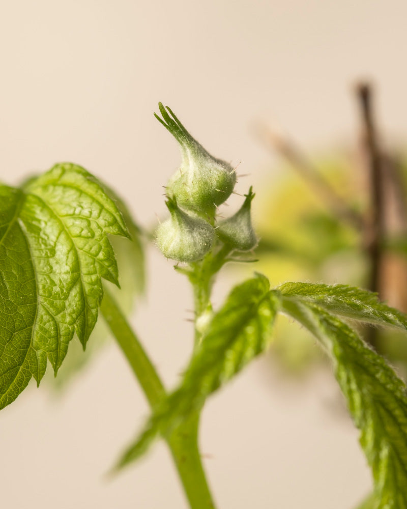 Nahaufnahme einer grünen Himbeere Trio mit unscharfen, ungeöffneten Knospen und gezackten Blättern vor einem weichen, neutralen Hintergrund - eine ideale Inspiration für alle, die sich für Selbstversorgung interessieren.