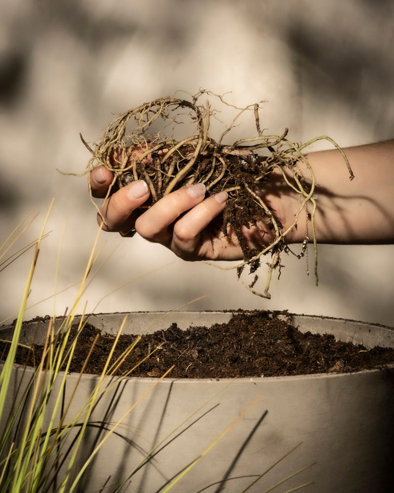 Eine Hand hält verschlungene Wurzeln über einem runden Topf mit Erde, in dessen Nähe grasähnliche Pflanzen stehen – ideal für die Gartenarbeit oder zum Anpflanzen von Hosta (blau-beige), um Ihren Garten zu verschönern.
