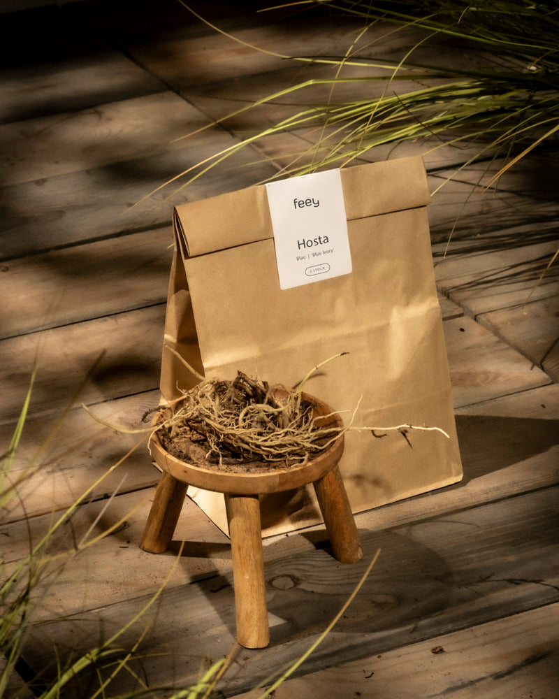 Eine braune Papiertüte mit der Aufschrift „Hosta (blau-beige)“ steht auf einem Holzboden neben einem kleinen Hocker mit getrockneten Rhizomen, bereit zum Einpflanzen. Sonnenlicht und grünes Blattgemüse werfen sanfte Schatten auf das einladende Arrangement.