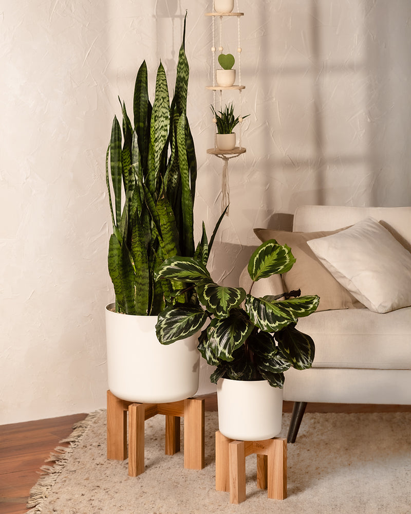 Calathea Roseopicta