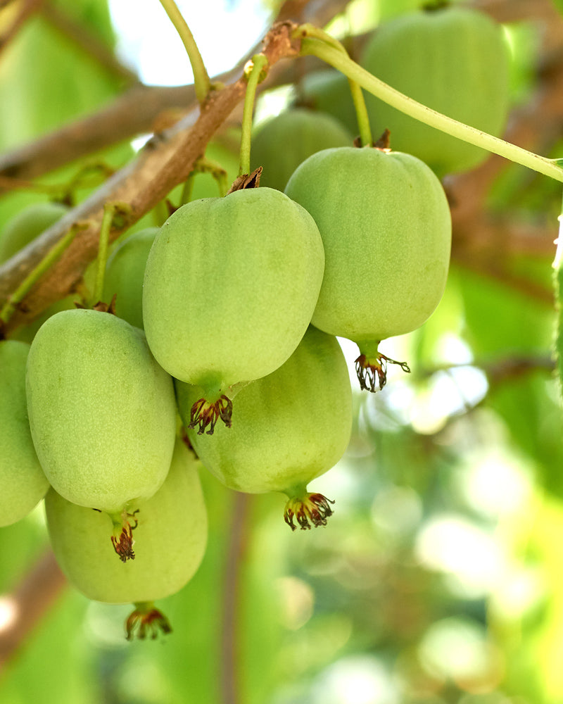 Büschel unreifer grüner Mini-Kiwi (Actinidia arguta 'Issai') hängen an einer Ranke, während das Sonnenlicht durch die üppigen Blätter im Hintergrund scheint - perfekt für jeden Balkongarten.