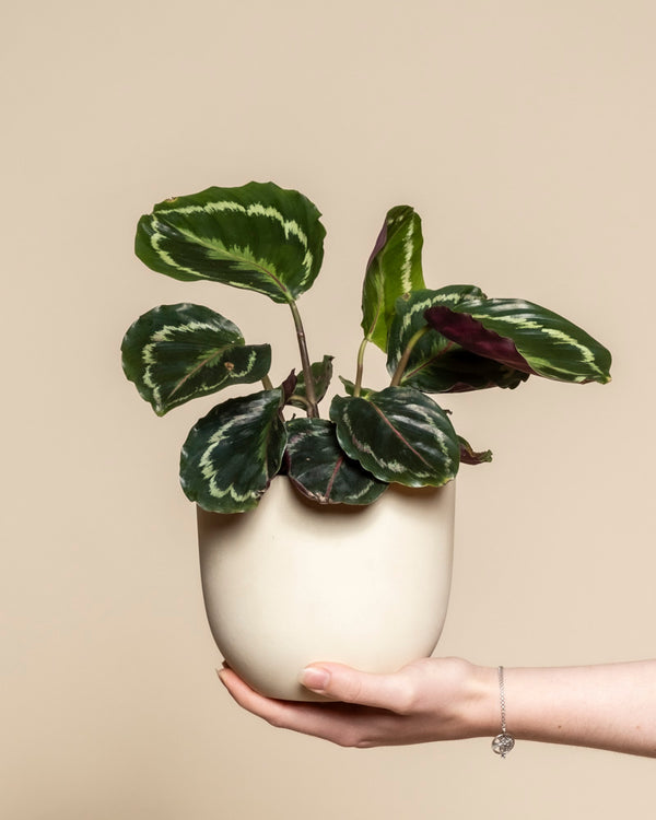 Eine Hand hält eine Kleine Calathea Roseopicta - feey in einem weißen Keramiktopf mit bunten grünen Blättern, vor einem beigen Hintergrund. Diese tierfreundliche Pflanze bringt natürliche Schönheit in jeden Raum.