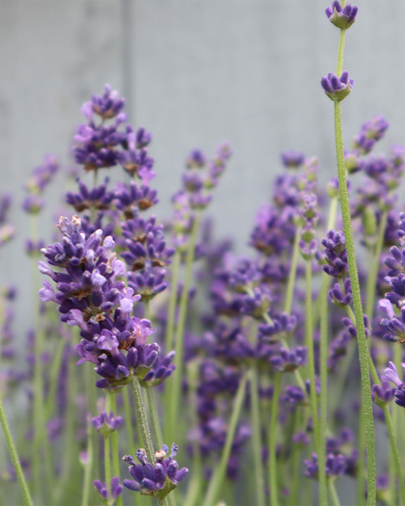 Nahaufnahme von Lavendel mit hohen grünen Stielen und Büscheln kleiner violetter Blüten vor einem weichen, unscharfen grauen Hintergrund – ideal als Bienenlebensraum.