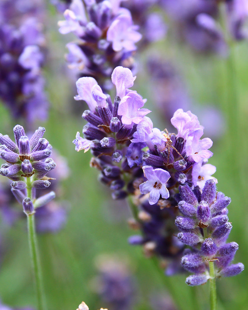 Nahaufnahme von leuchtend violetten Lavendelblüten mit zarten Blütenblättern und grünen Stielen vor einem leicht unscharfen Hintergrund – ein idealer Lebensraum für Bienen.