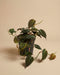 Der Philodendron micans - feey hat herzförmige, samtige Blätter und wächst elegant aus einem kleinen schwarzen Topf, der vor einem schlichten beigen Hintergrund steht.