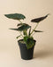 Eine Alocasia 'Shields' - Fee mit großen, dunkelgrünen, herzförmigen Blättern sitzt in einem schwarzen Plastiktopf, der mit Erde und Kieselsteinen gefüllt ist, vor einem schlichten beigen Hintergrund.
