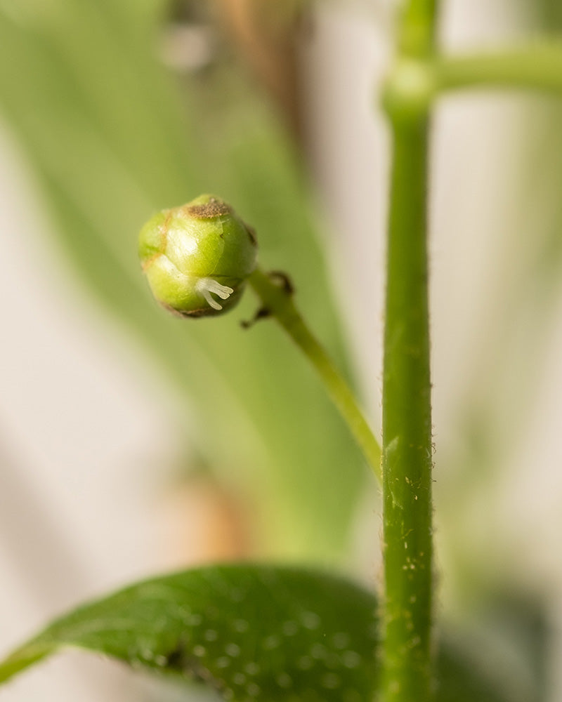 Eine Nahaufnahme einer kleinen, grünen, runden Mini-Kiwi-Knospe (Actinidia arguta 'Issai') mit feinen Haaren, die an einem Stiel befestigt und von unscharfem Laub umgeben ist - ideal für die Anzucht frischer Mini-Kiwis auf Ihrem Balkon.