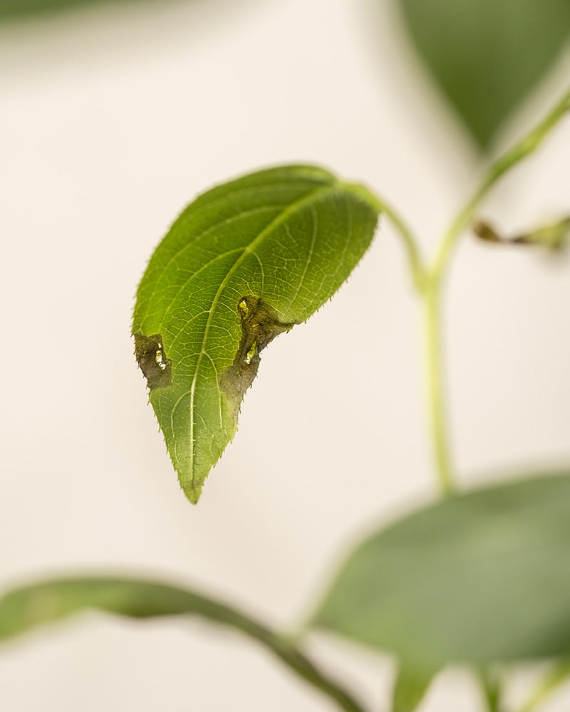 Eine Nahaufnahme eines Mini-Kiwi-Blattes mit braunen, vertrockneten Rändern und einem kleinen gelben Fleck deutet auf eine mögliche Krankheit oder Beschädigung hin; weitere unscharfe Mini-Kiwis und Stängel erscheinen im Hintergrund auf einem Balkon.