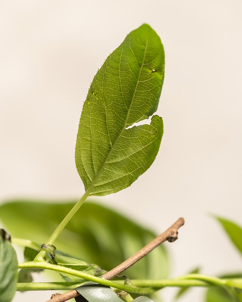 Eine Nahaufnahme eines einzelnen Mini-Kiwi-Blattes (Actinidia arguta 'Issai') mit sichtbaren Adern und gezackten Rändern am Stiel. Der unscharfe Hintergrund hebt die Details hervor und macht es perfekt für jeden Balkongarten.