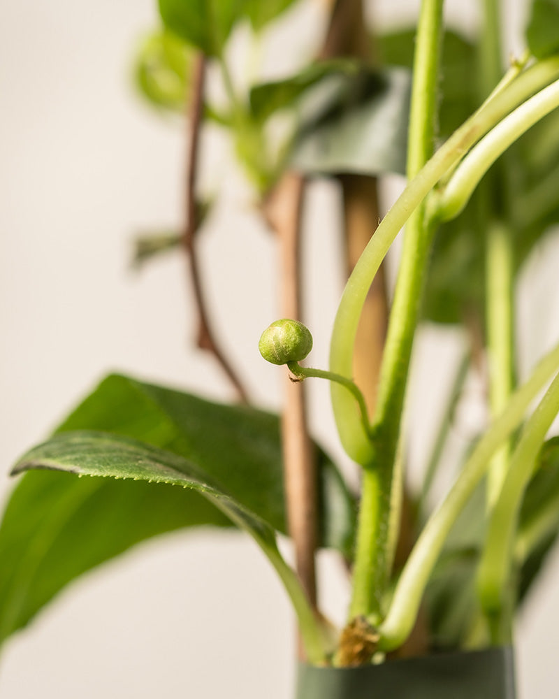 Nahaufnahme einer Mini-Kiwi mit langen Stielen, grünen Blättern und einer kleinen runden Knospe in der Mitte. Der unscharfe Hintergrund hebt diese robuste Pflanze hervor - perfekt für frische Kiwis auf dem Balkon.