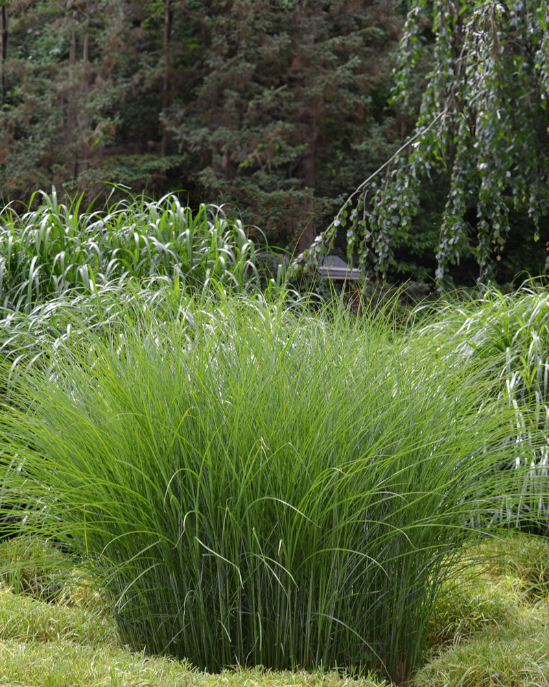 Ein großer Büschel Miscanthus sinensis „Gracillimus“ zeigt im Garten seine langen, schlanken grünen Blätter, mit üppiger Vegetation und Bäumen im Hintergrund.