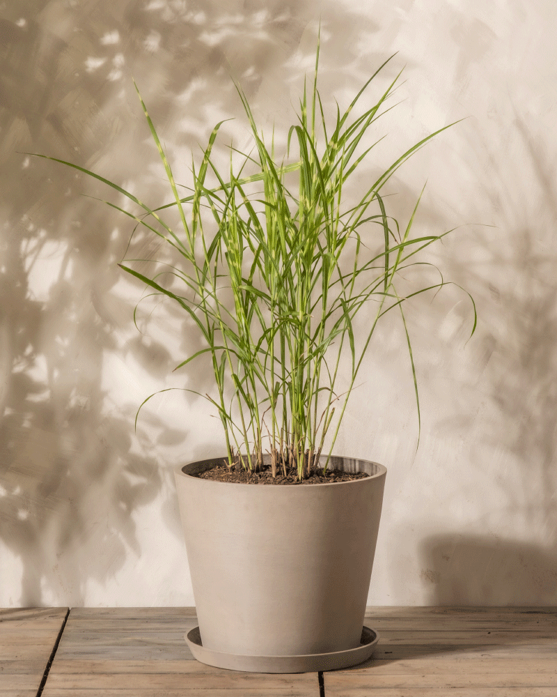 Ein hoher, belaubter Miscanthus sinensis „Strictus“ wächst in einem einfachen hellgrauen Topf mit Untertasse, der auf einer Holzoberfläche vor einer beigen Wand mit weichen Schatten steht.