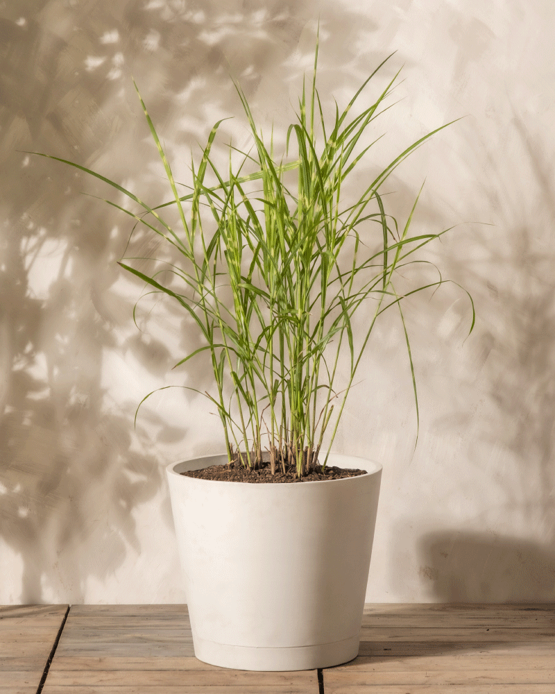 Miscanthus sinensis „Strictus“, ein hohes grünes Gras mit dünnen, spitzen Blättern, steht in einem einfachen weißen Topf auf einer Holzoberfläche vor einer beigen Wand mit weichen Schatten.