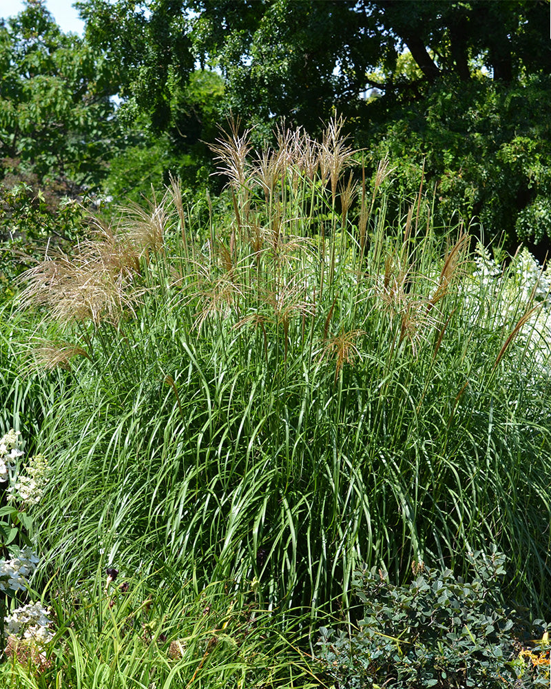 In einem üppigen Garten steht ein dichtes Büschel von Miscanthus sinensis 'Gracillimus' mit langen, schlanken grünen Blättern und federartigen hellbraunen Federn zwischen Bäumen und Sträuchern.