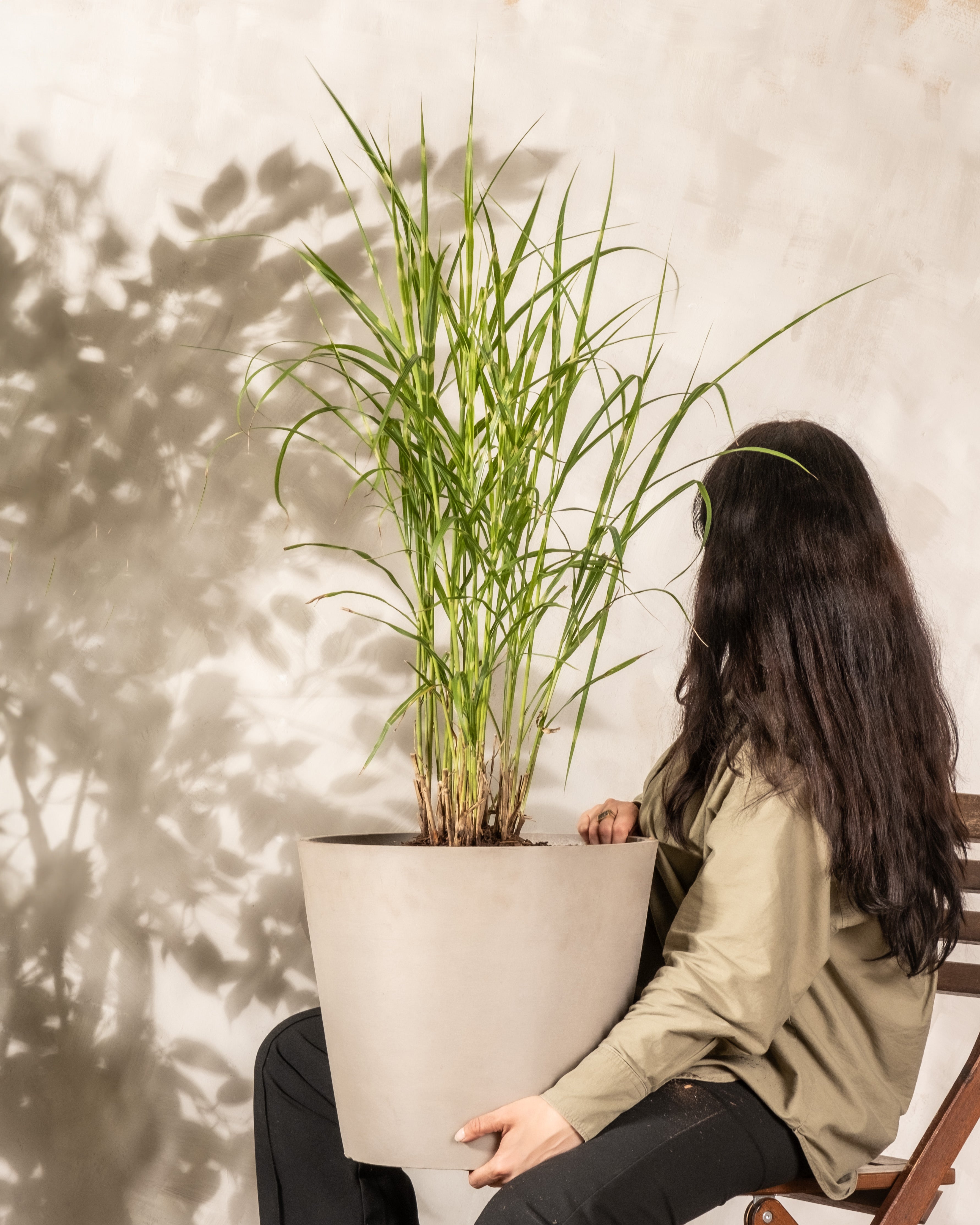 Eine Person mit langem dunklem Haar und einer hellgrünen Jacke sitzt da und hält einen großen Topf mit Miscanthus sinensis „Strictus“ in der Hand, dessen hohe, schmale Blätter detaillierte Schatten auf die helle Wand dahinter werfen.
