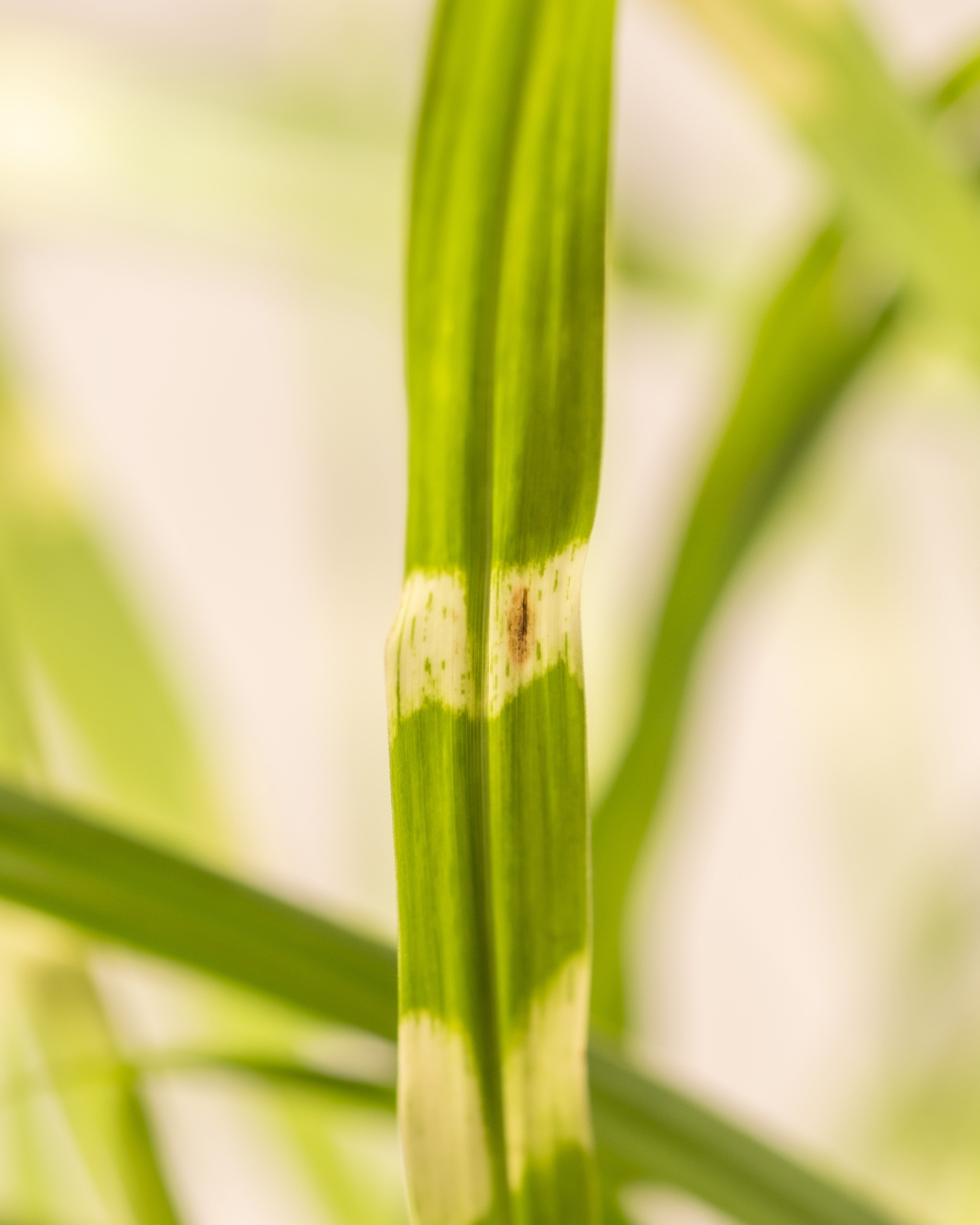 Nahaufnahme eines Miscanthus sinensis 'Strictus'-Blattes mit einem auffälligen weißen Streifen und einem dunkelbraunen Fleck in der Mitte, der möglicherweise auf eine Krankheit oder Beschädigung hinweist. Der leicht unscharfe Hintergrund betont die Details des Blattes.