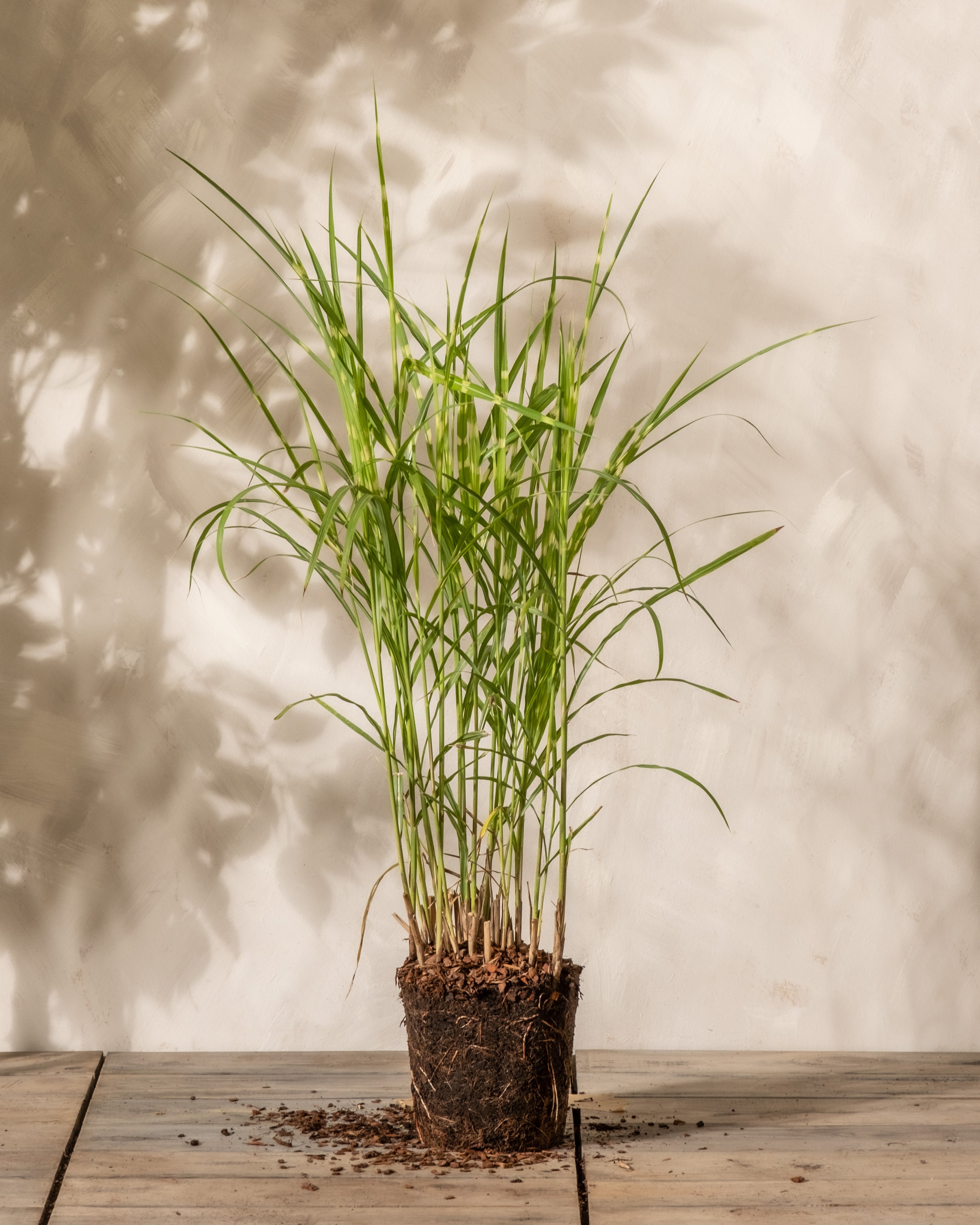 Eine Miscanthus sinensis „Gracillimus“-Pflanze mit sichtbaren Wurzeln und Erde, mit abgeschnittenen Stielen und frischen grünen Trieben, steht auf einer Holzoberfläche vor einem neutralen Hintergrund.