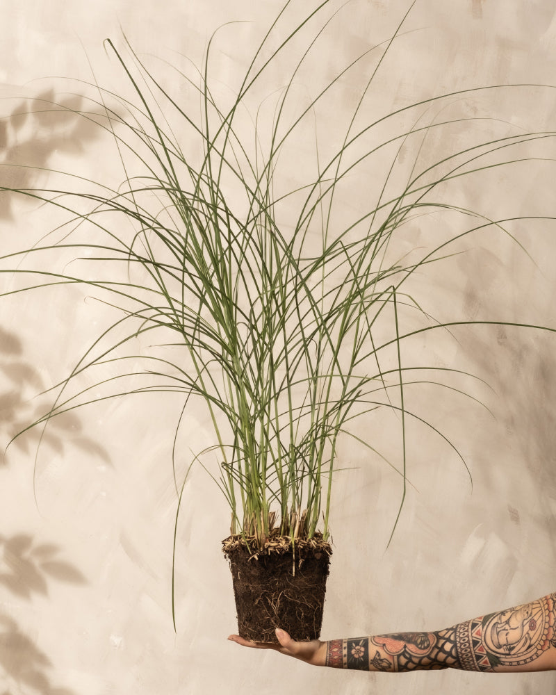 Miscanthus sinensis 'Gracillimus'