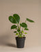 Monstera