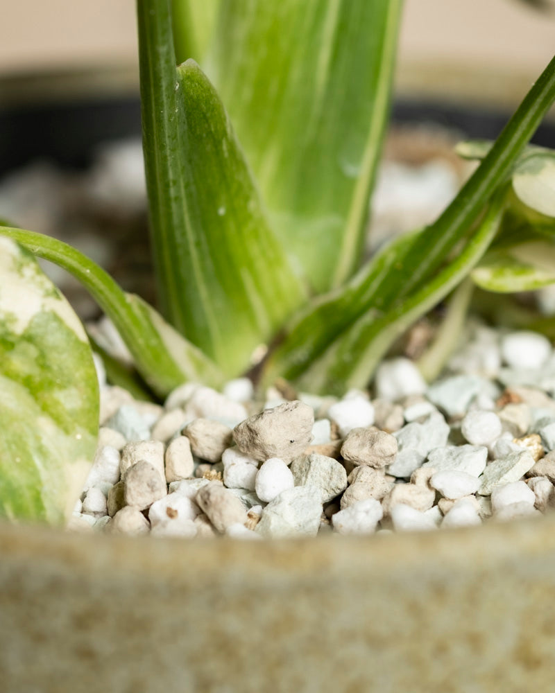 Nahaufnahme von Monstera 'Thai Constellation' - feige Stängel in einem beigen Keramiktopf mit einer obersten Schicht aus weißem und grauem Steinsubstrat, wie Perlit und Bimsstein, als Drainage. Der Topfrand ist teilweise sichtbar.