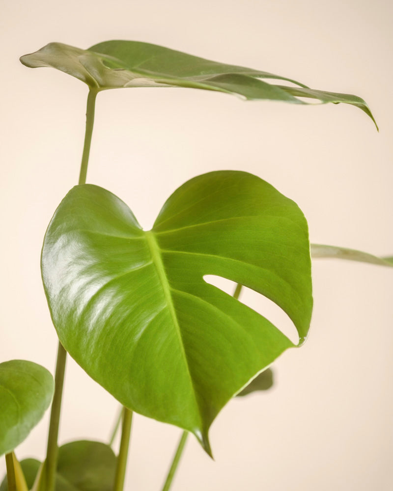 Eine Nahaufnahme der leuchtend grünen Monstera - feey vor einem weichen, neutralen Hintergrund. Das glänzende Hauptblatt mit dem charakteristischen Schlitz unterstreicht die einzigartige Form und das gesunde Aussehen der Zimmerpflanzen.