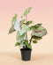 Caladium 'Autumn Beauty' - Caladium - feey Pflanzenshop
