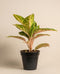 Eine Aglaonema Cocomelon im Topf mit großen, länglichen Blättern, die eine Mischung aus grün-rosa-weißen bunten Mustern aufweisen. Der schwarze Topf hat in der oberen rechten Ecke ein gelbes Etikett mit dem Text „AKTUELLE GRÖSSE“. Der Hintergrund ist schlicht beige. Diese atemberaubende Pflanze ist eine wunderschöne Tropenpflanze.