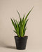 Sansevieria 'Friends' ohne Übertopf