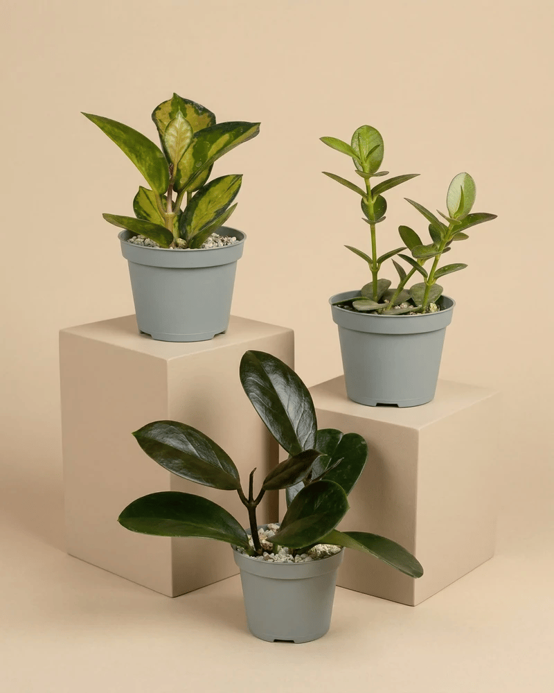 Drei Baby-Hoya-Pflanzen aus dem feey 3er-Set sind auf beigen Display-Blöcken vor einem neutralen Hintergrund arrangiert. Jede Pflanze befindet sich in einem grauen Topf mit weißen Kieselsteinen, die den Boden bedecken.