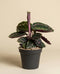Die Kleine Calathea Roseopicta - feey ist eine tierfreundliche Zimmerpflanze mit großen, rundlichen, dunkelgrünen Blättern und hellgrüner Musterung. Sie wächst in einem schlichten dunkelgrauen Topf vor beigem Hintergrund.