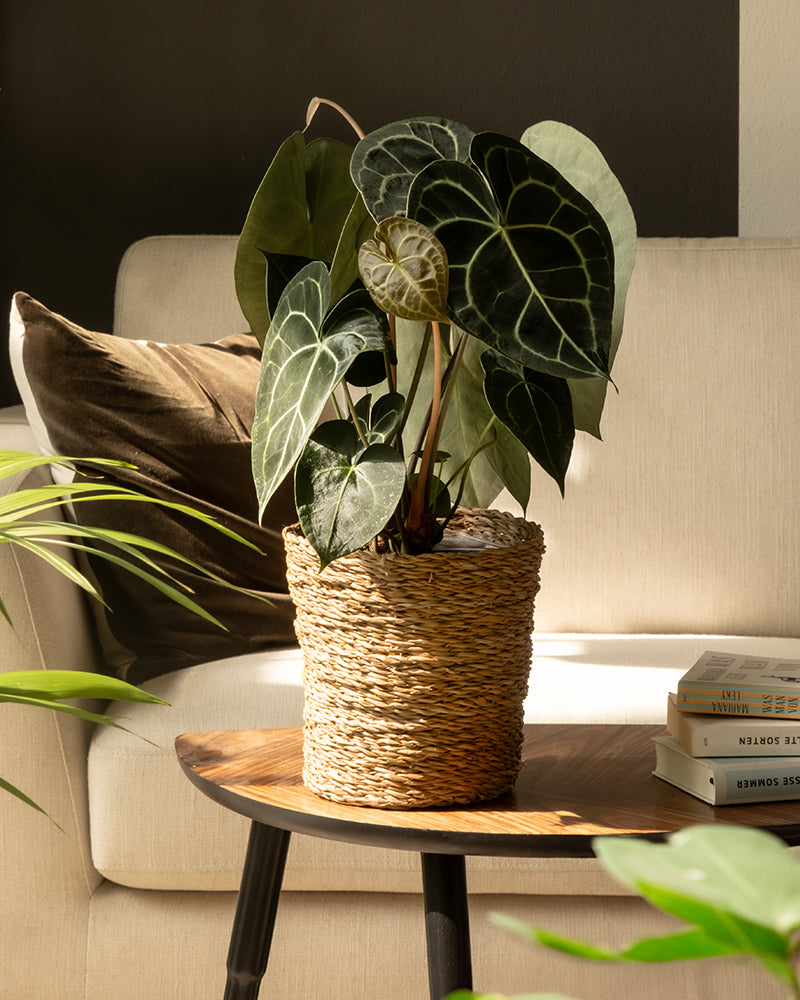 Eine Anthurium clarinervium mit großen, dunkelgrünen, herzförmigen Blättern steht auf einem hölzernen Beistelltisch neben einem beigen Sofa, umgeben von gestapelten Büchern, während das Sonnenlicht in den Raum strömt.
