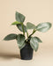 Der Philodendron hastatum - feey, mit großen grünen Blättern, steht in einem dunkelgrauen Topf vor einem schlichten beigen Hintergrund.