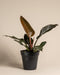 Ein Philodendron 'Imperial Red' mit dunkelgrünen, glänzenden Blättern und rötlichen Stängeln steht in einem mattschwarzen Topf vor einem einfarbig beigen Hintergrund.