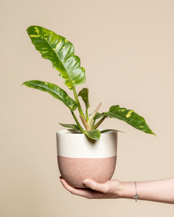 Eine Hand hält einen Philodendron 'Ring of Fire' - eine Fee mit großen, glänzend grünen Blättern und gelber Panaschierung in einem weißen und rosafarbenen Keramiktopf vor einem schlichten beigen Hintergrund.