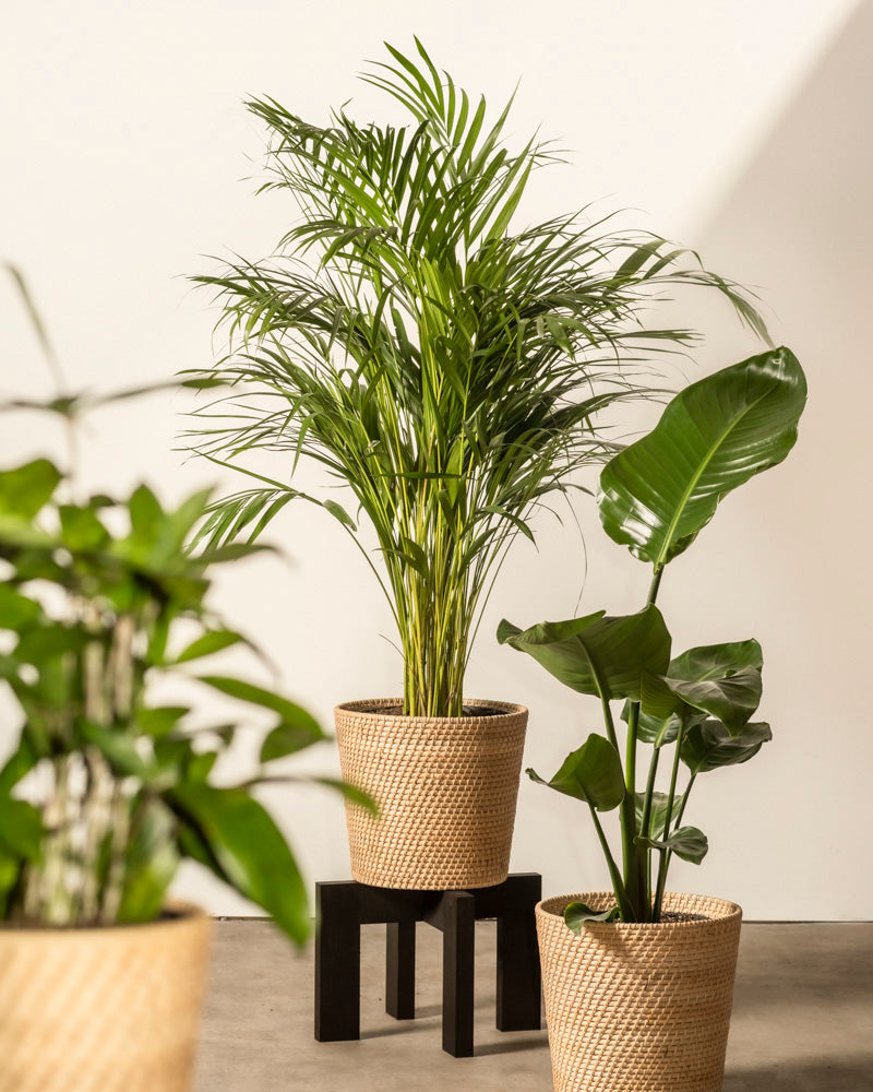 Drei Zimmerpflanzen im Topf, darunter eine hohe Palme, sind in einem Pflanzenkorb aus Rattan (Calen | 22 cm Ø) auf hellem Boden vor einer weißen Wand arrangiert. Eine Pflanze steht erhöht auf einem schwarzen Hocker, während helles Tageslicht weiche Schatten wirft.